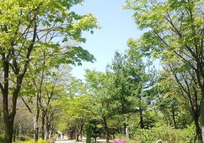 Seoul Forest1